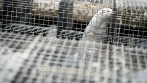 Es geht ihnen an den Nerzfellkragen