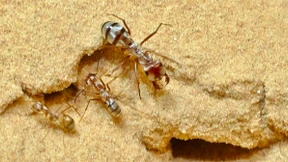 Die schnellste Ameise der Welt