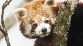 Der Opel-Zoo und die Last der Geschichte