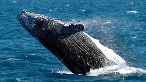 Segler stößt mit Wal zusammen