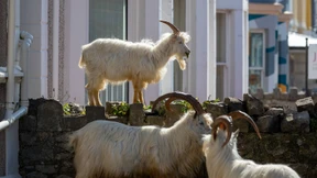 Die Natur atmet durch