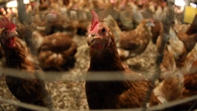 Unbekannte köpfen mehr als 50 Hühner