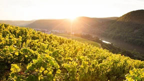 Wandern, wo der Wein wächst – Unterwegs auf der Naheweinstraße