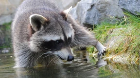 Was tun gegen die maskierten Räuber?