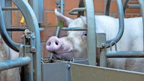 „Sie zwingen Landwirte zum Höfe-Suizid“