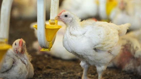 Gezüchtet um zu sterben