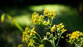 Wie gefährlich ist das Jakobskreuzkraut?