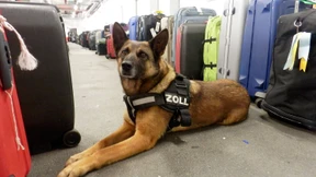 Rauschgifthund findet 14,5 Kilo Kokain