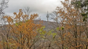 Dem Wald geht es schlechter denn je