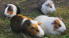 33 tote Meerschweinchen in Kühltruhe gefunden