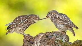 Die Vogelwelt verändert sich drastisch
