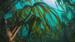 Kann man mit Algenwäldern Meere und Klima retten?