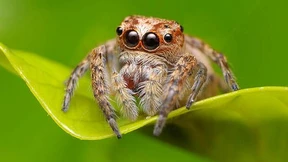 Die Antennen stets im Blick