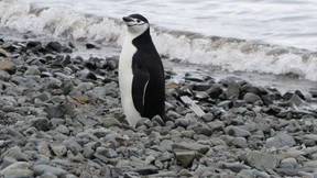 „Der konzeptuelle Penis verursacht den Klimawandel“ 