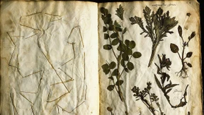 Chicorée als weltpolitisches Gemüse