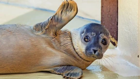 Seehündin Meike ist der erste Heuler der Saison