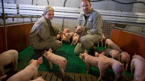 Ein Schweinestall muss kein Saustall sein