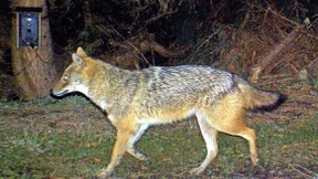 Ein seltener Verwandter des Wolfs