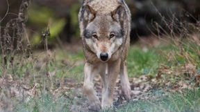 Wolf stirbt nach Zusammenstoß auf Autobahn