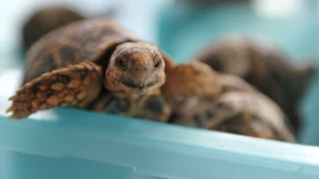 Frau mit 30 Schildkröten am Flughafen Bangkok gefasst