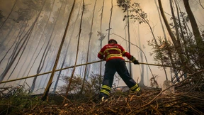 Portugal will weniger Eukalyptus anbauen