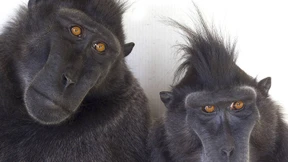 Damit sie nicht zu Zirkusäffchen werden