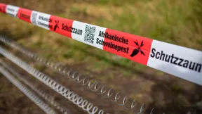 Groß-Gerau kämpft seit einem Jahr gegen die Seuche