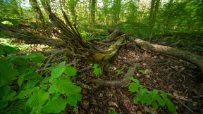 Unterwegs zwischen knorpeligen Kopfweiden