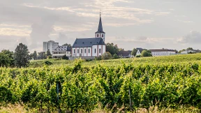 Quer durch die besten Weinlagen