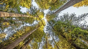 Grün anlegen, aber richtig