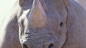 Nashorn-Wilderei nimmt dramatisch zu