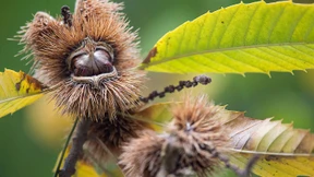 Die Wiederentdeckung der Plumpsfrucht