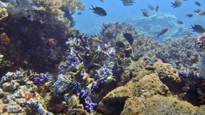 Riffbewohner dahingerafft