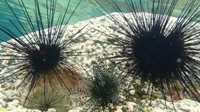 Seeigel-Seuche erreicht den Indischen Ozean