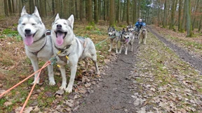 Von Huskys eine Runde durch den Wald gezogen