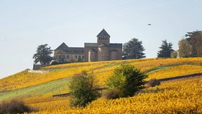 Lesertrauben zur Weinlese