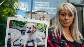 Geldstrafe für Jäger, der Hunde erschossen hat