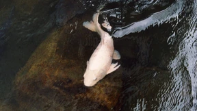 Fische, Blumen, Freunde