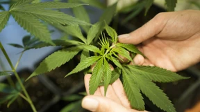 Cannabis-Gesetz besteht im Bundesrat