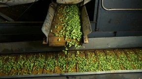 Geringer Bierkonsum trifft Hopfenbauern