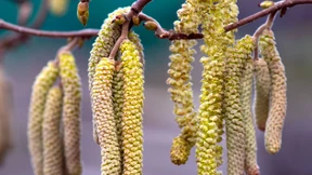 Heuschnupfen darf man nicht unterschätzen