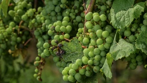 Wieder zum Leben erweckt