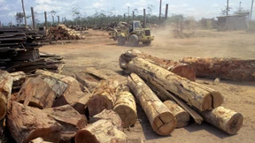Staaten und Firmen erstmals einig bei Rettung der Regenwälder 