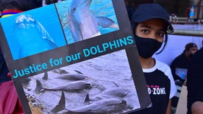 Mysteriöses Delfinsterben und Proteste in Mauritius