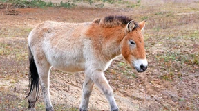 Urpferde statt Militärmanöver