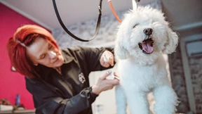 Worauf man beim Besuch im Hundesalon achten muss