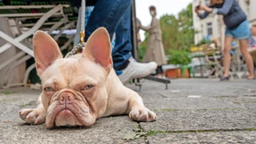 Hundemode-Label darf nicht mehr „The Dog Face“ heißen