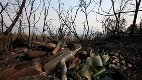 Waldbrände in Galicien unter Kontrolle