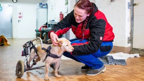 Wo Hühner keine Eier legen müssen