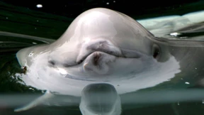 Weit weg von zu Hause